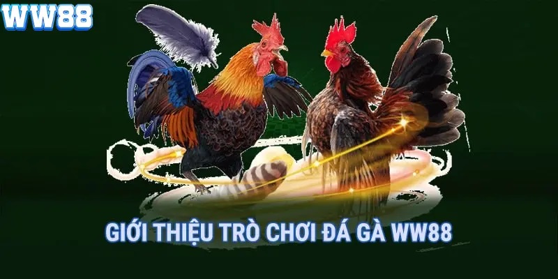 Đá gà tại ww88 có gì hấp dẫn